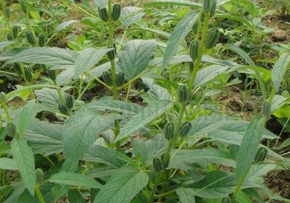 芝麻播种不出苗是什么原因,芝麻种植的小妙招