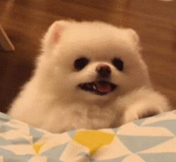 狗吃醋起来比男朋友还难哄,狗子这才是哄女朋友的正确方式