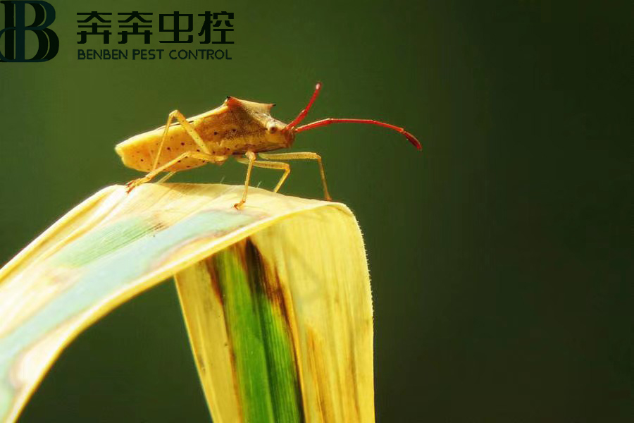 你知道如何消灭臭虫吗,阳台臭虫怎么彻底消灭