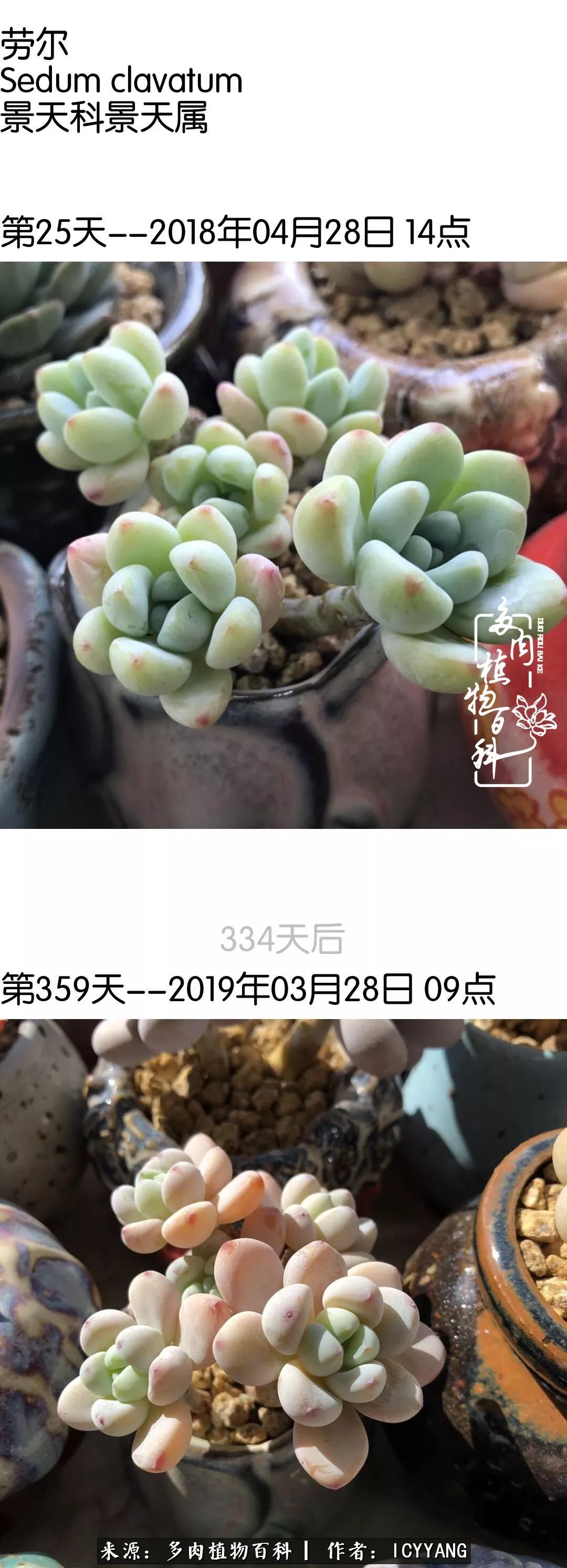 室内阳台多肉的养护方法,景天多肉养护