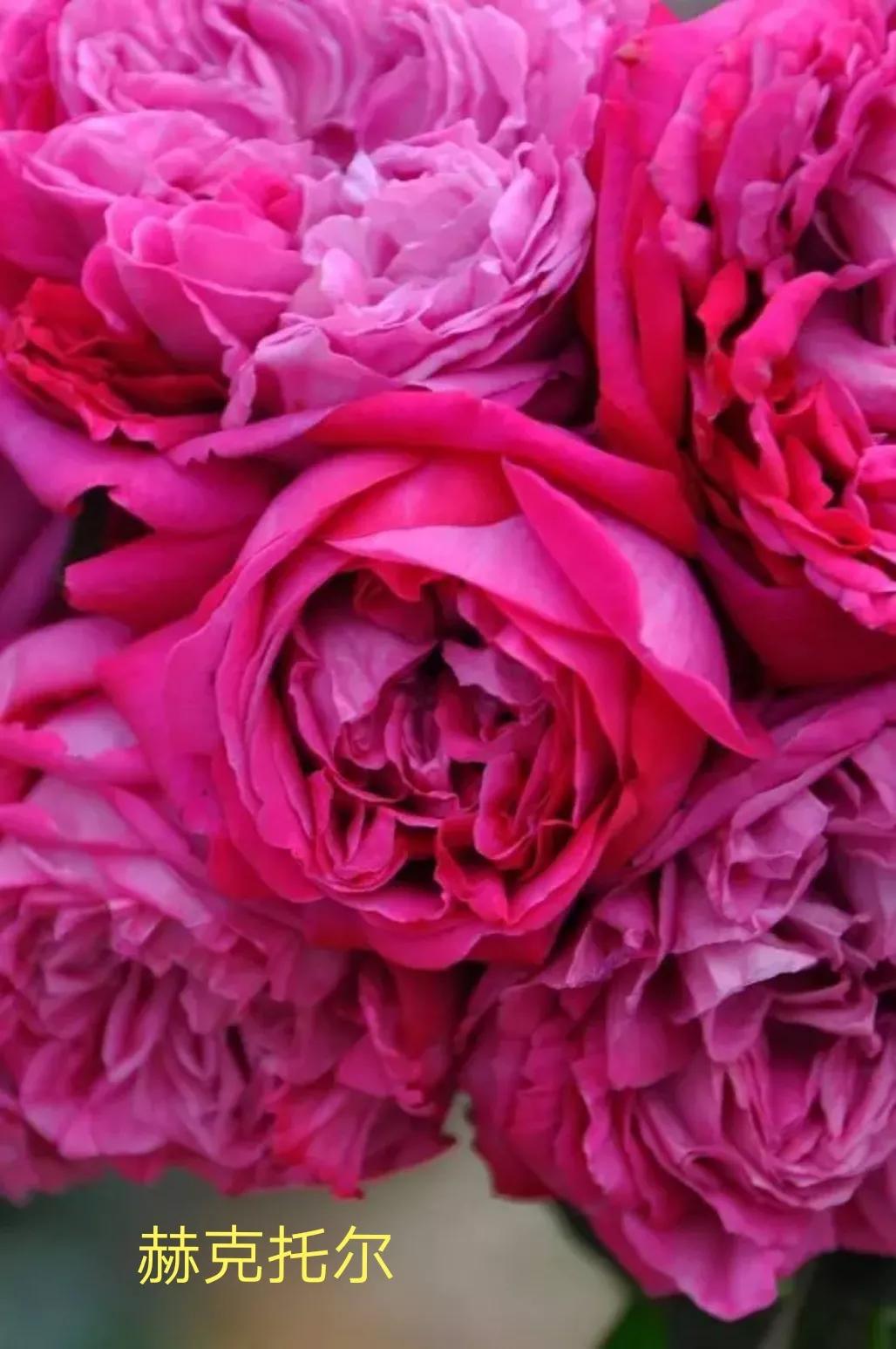 木村卓功推荐的月季,木村卓功月季