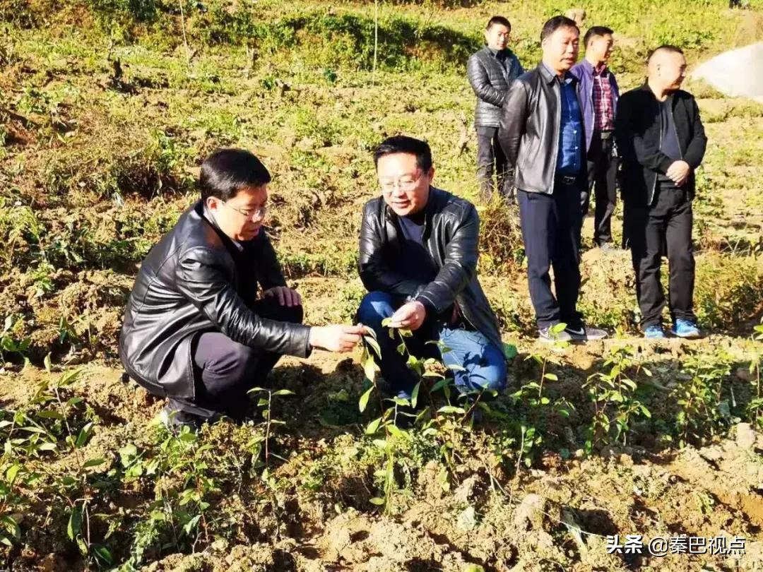 「非公*党**建专题」陈武成：云雾之上*党**旗红