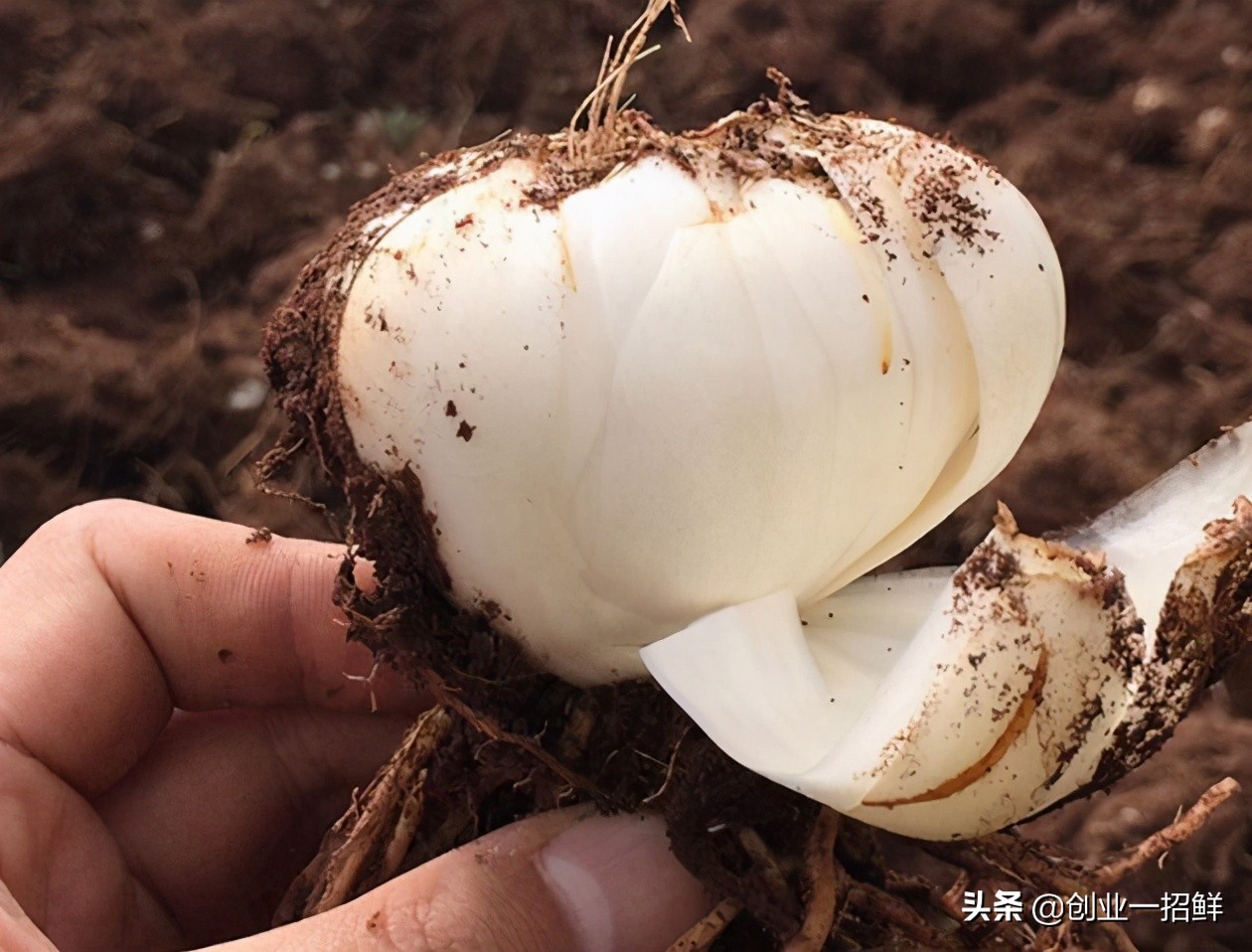 现在农村致富项目创业门路,最新小本创业致富项目