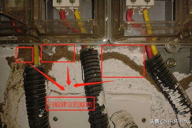 雨天晚上，如何防治飞进家里长翅膀的白蚁虫？全面白蚁虫知识介绍