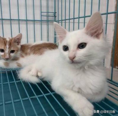 猫咪尿血怎么引起的,猫咪尿血但是精神很好食欲也正常