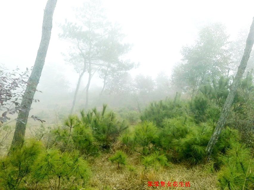 一个叫木头一个叫马尾民谣现场,一个叫木头一个叫马尾有什么含义