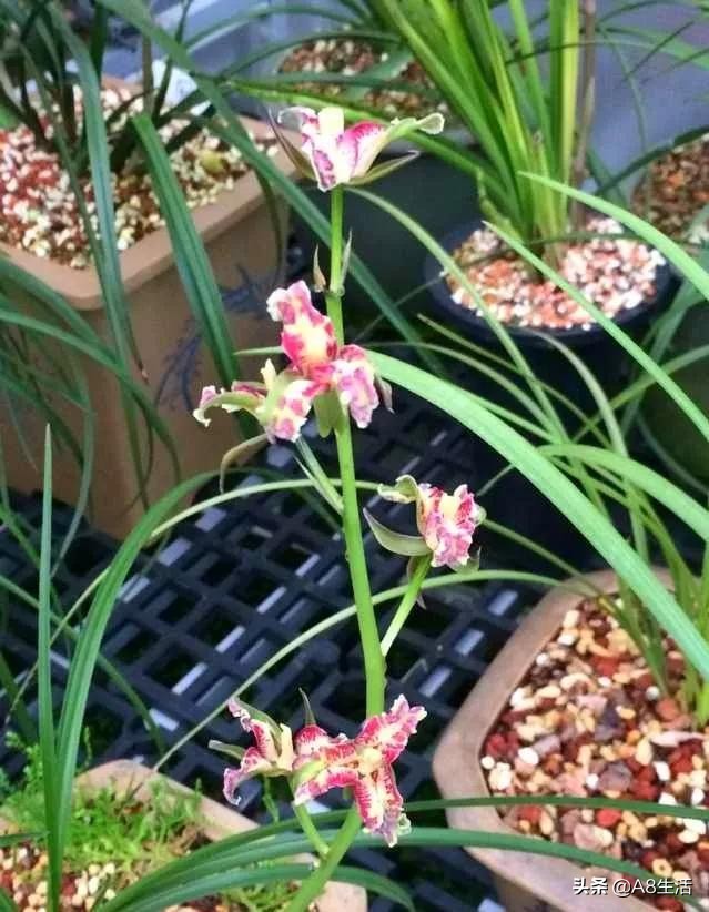 蒙山之春此花浓妆艳抹,彩块鲜红,是养兰人争相收藏的精品