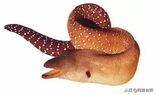 便宜常见海鲜鱼有哪些,各种名贵鱼的种类