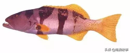 潮汕热销海鲜品种,潮汕常见的海鲜大全