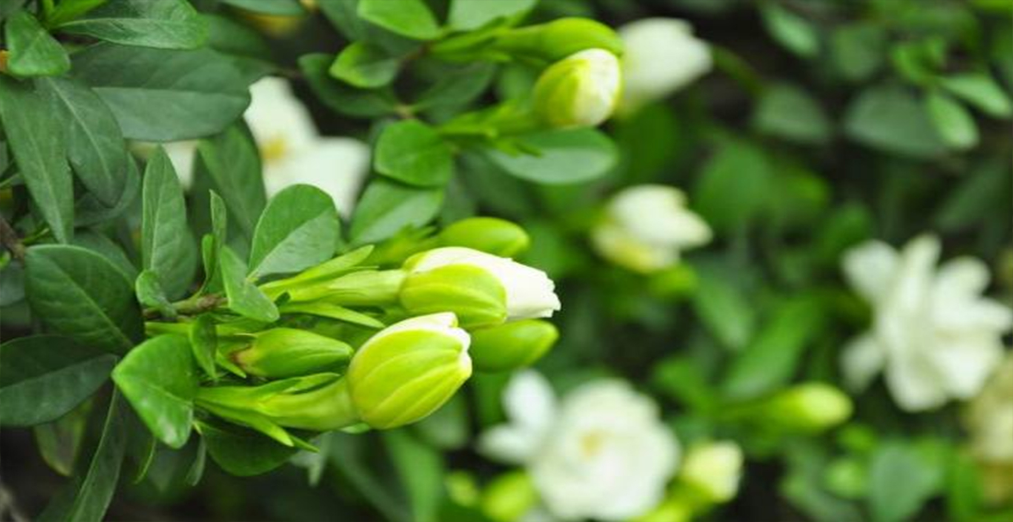 栀子花花苞多但叶子发黄了怎么办,栀子花的花朵为什么打不开