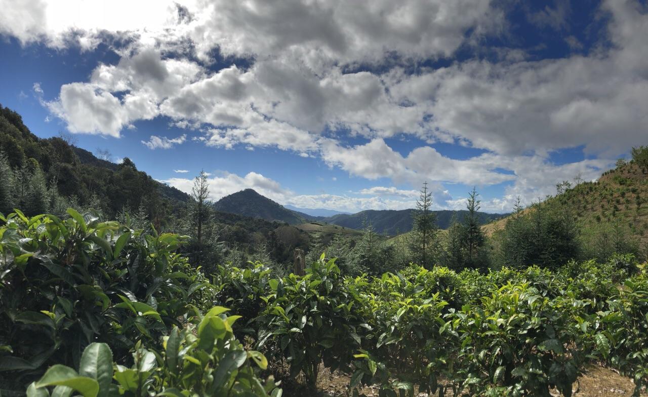 云南普洱茶区六大茶区,普洱茶茶区详细分布图