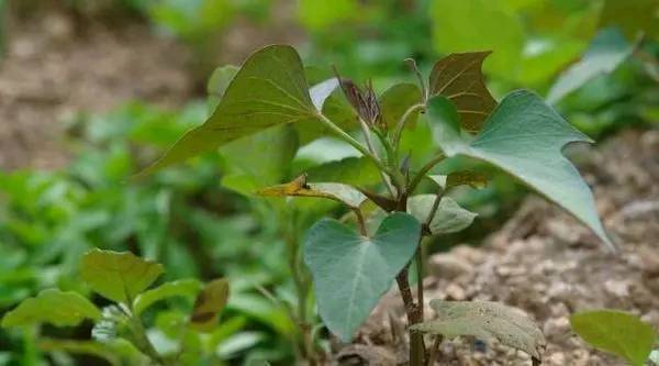 红薯发芽长叶可以往屋子里放吧,红薯发芽部分切下来能盆栽吗