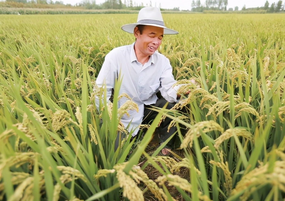 临沂郯南农场未来改革吗,郯城郯南农场农光互补项目