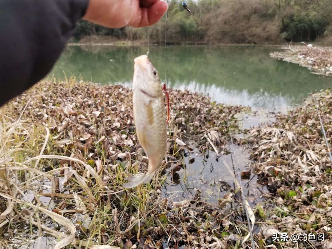 钓到大鲫鱼并非偶然,野钓钓到大鱼的几率大吗