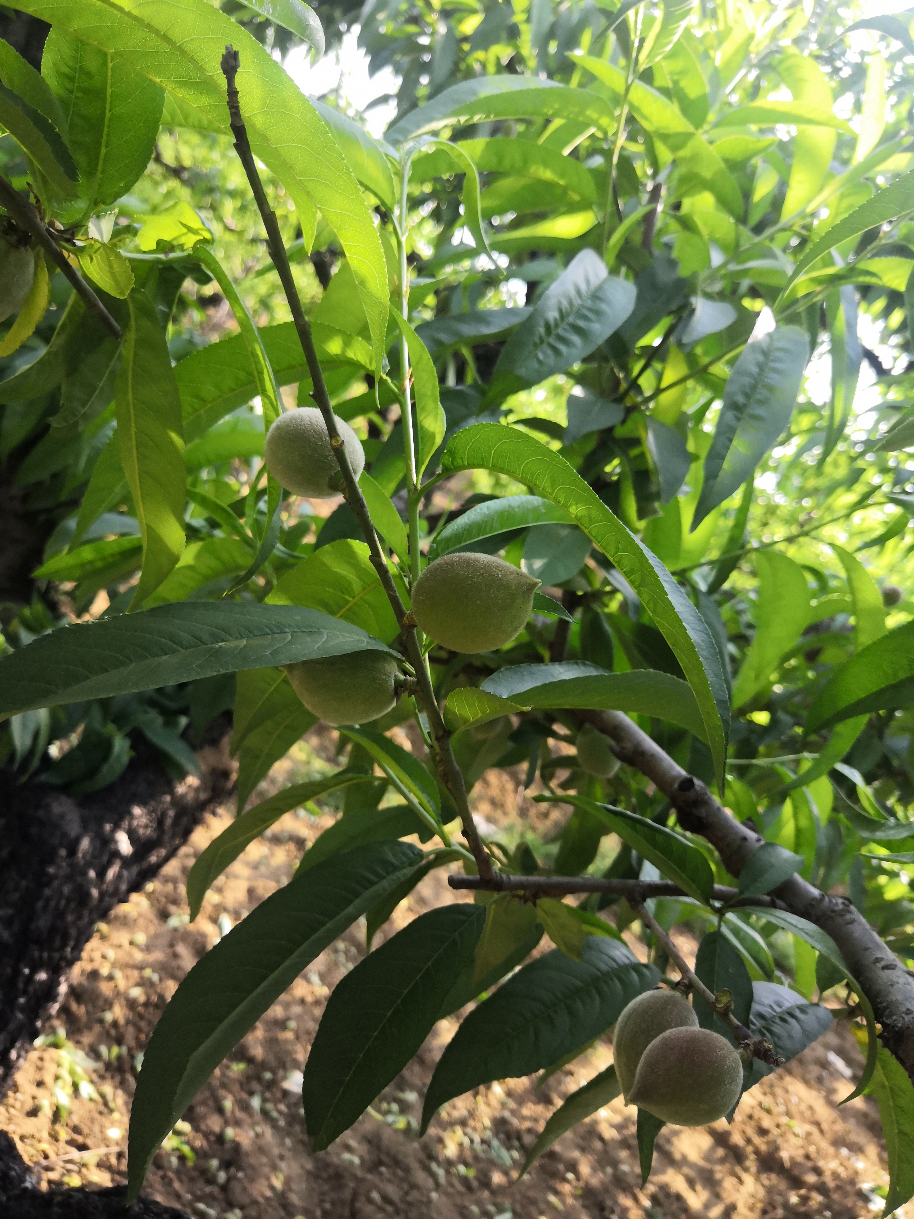 桐柏电商农产品,桐柏县红桃电商