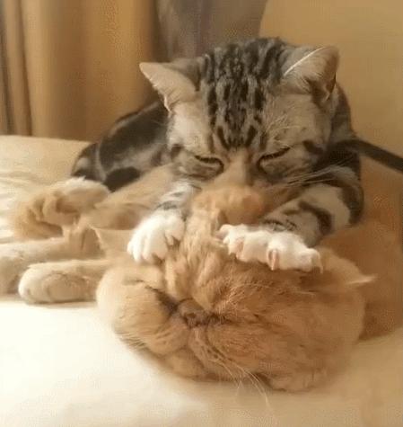 新手第一次养猫养什么品种好,小学生养猫英短猫掉毛吗