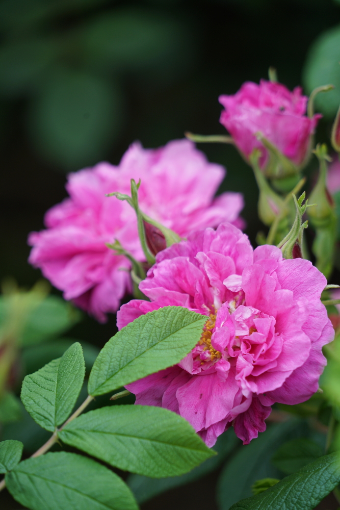 蜗牛与黄鹂鸟口琴,女生吹奏口琴蜗牛与黄鹂鸟