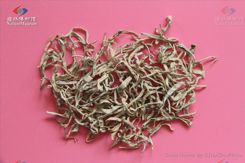 雪茶，见过吗？能清热解渴，醒脑安神