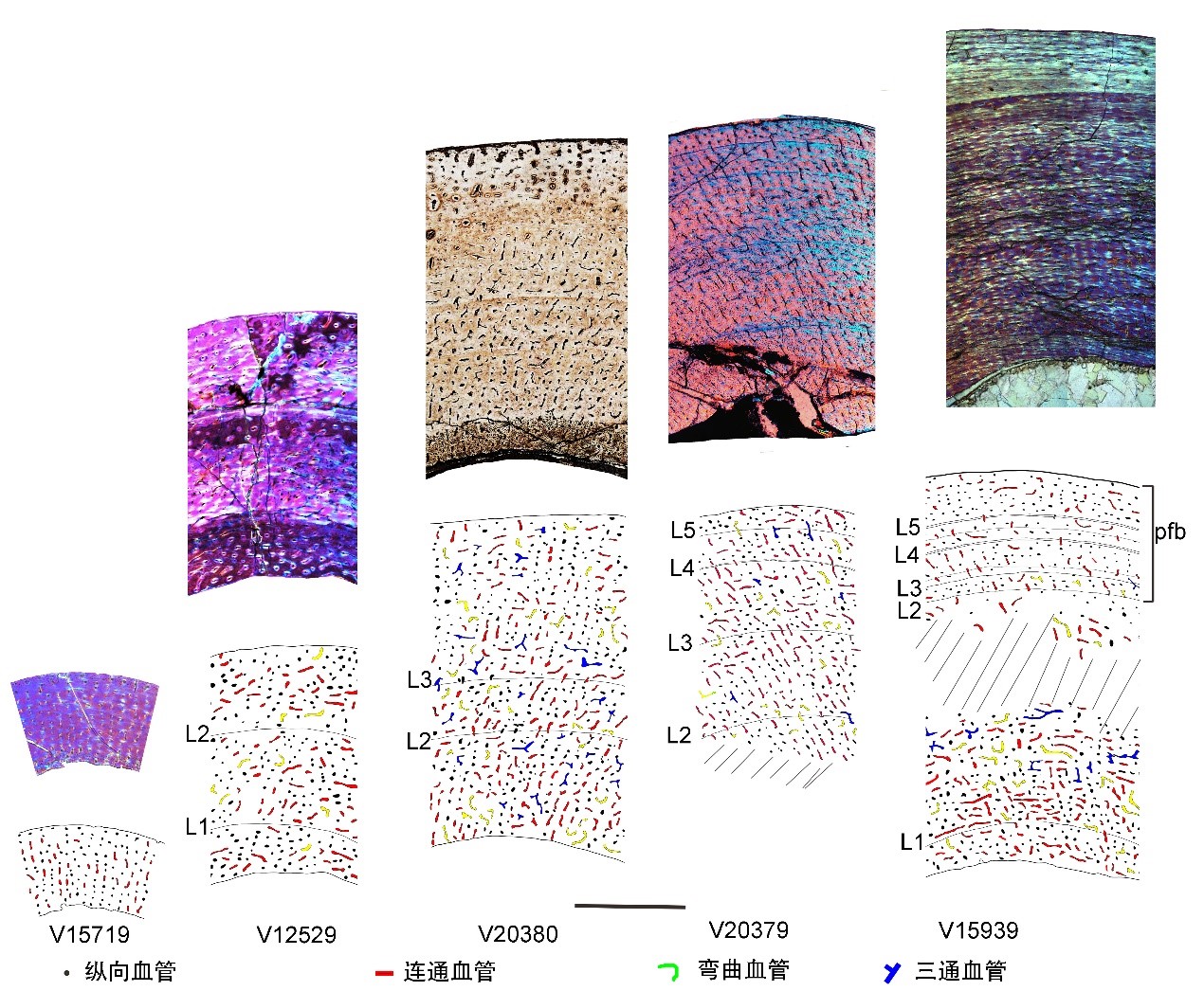 为啥恐龙可以一辈子长长长,而我们却不能?古生物学家从骨组织学上揭开了秘密