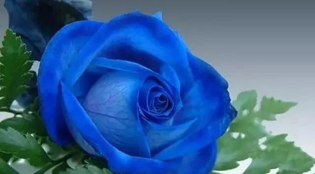 每天学习一点点各种花代表的花语,每天学习一朵花知识