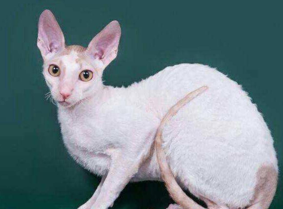 成年猫如何培养猫咪性格,养猫怎么看猫的性格温不温顺