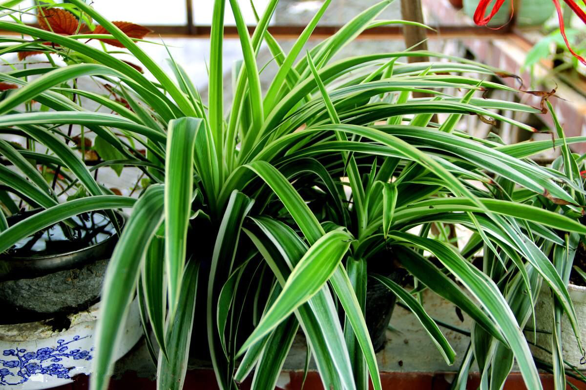 吊兰抽穗长出许多小吊兰怎么处理,吊兰不开花怎么办呢