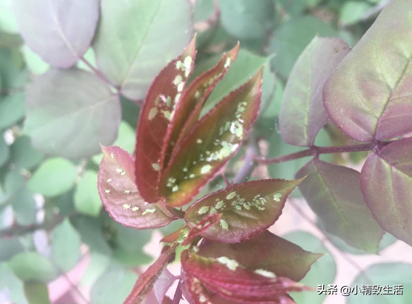 月季花是“药罐子”，常见10种病虫害，预防第一，救治第二