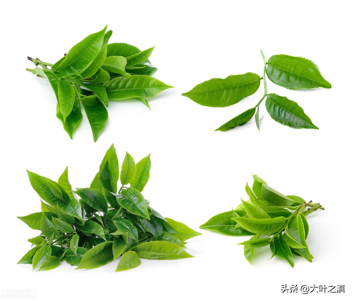 夏茶的特点区分,夏茶有哪些