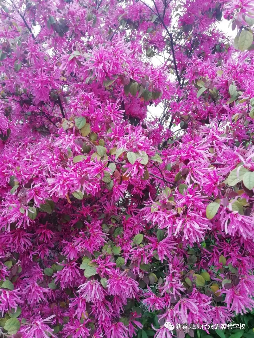 新蔡现代双语实验学校,新蔡县现代双语实验学校老照片