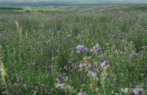 牧草养殖牛羊技术,北方适合种植牛羊牧草