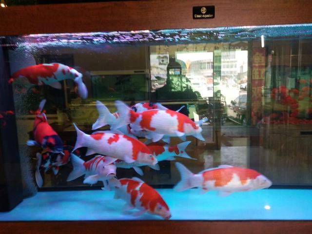 去市场里购买金鱼,一般哪里有金鱼及热带鱼买