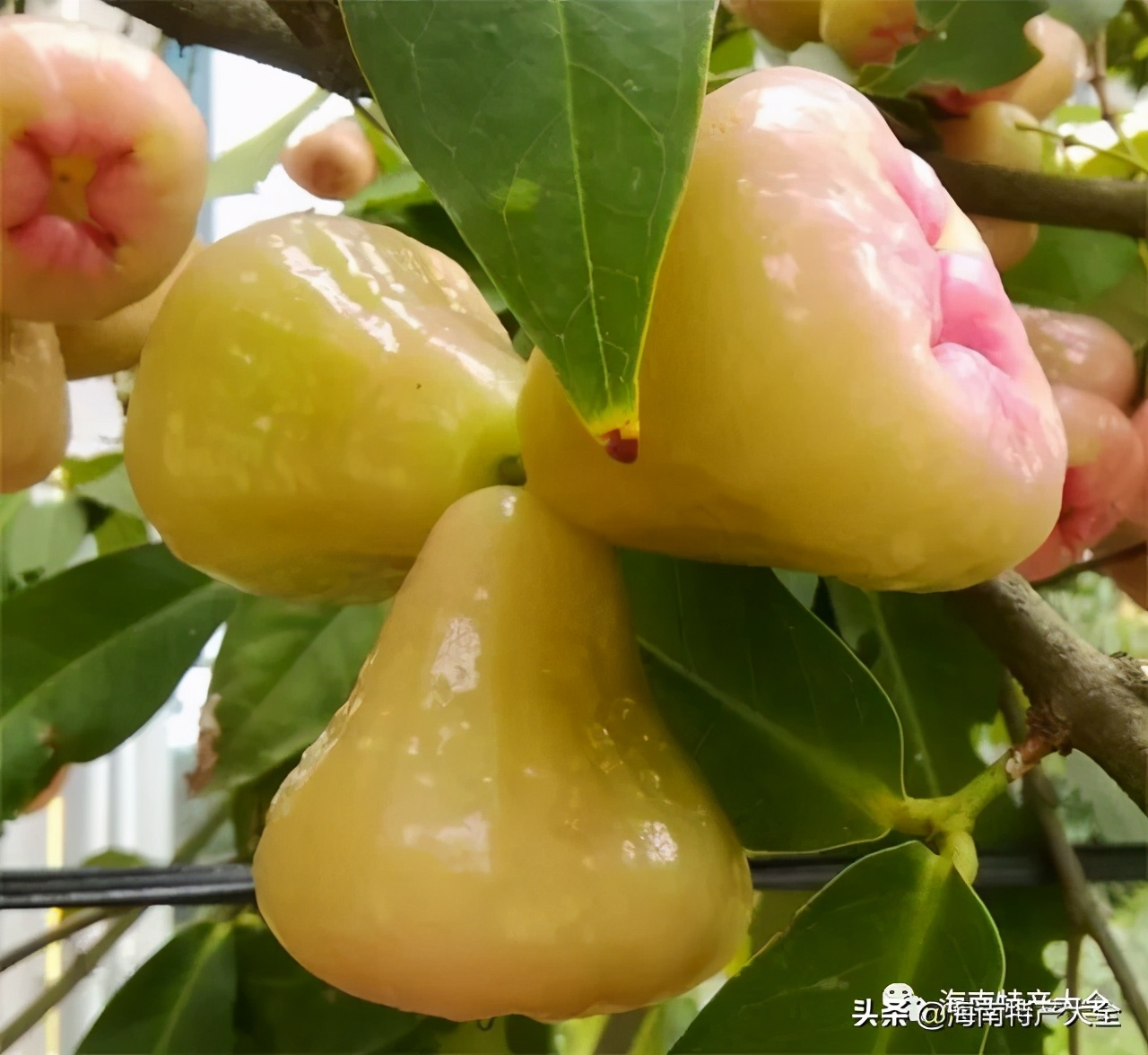 海南热带水果品种大全,海南热带水果园攻略