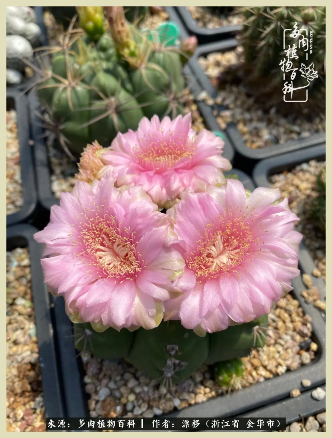 仙人球开花并散发着香味,仙人球花盛开吐露芬芳