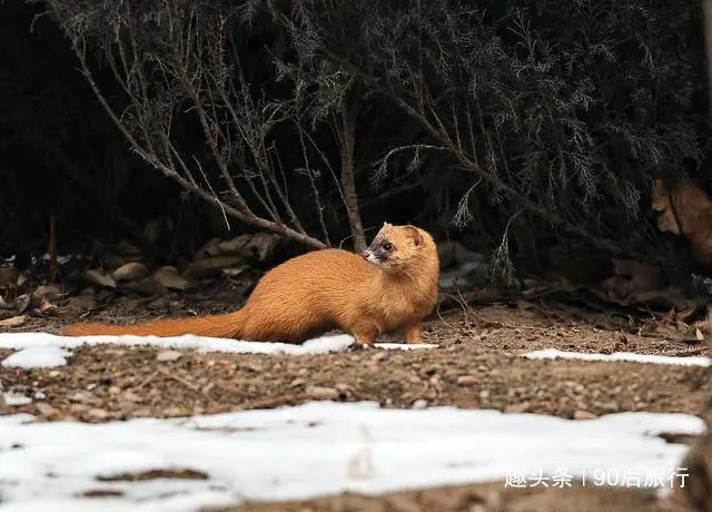 黄鼠狼为什么不能吃,黄鼠狼真的能吃吗