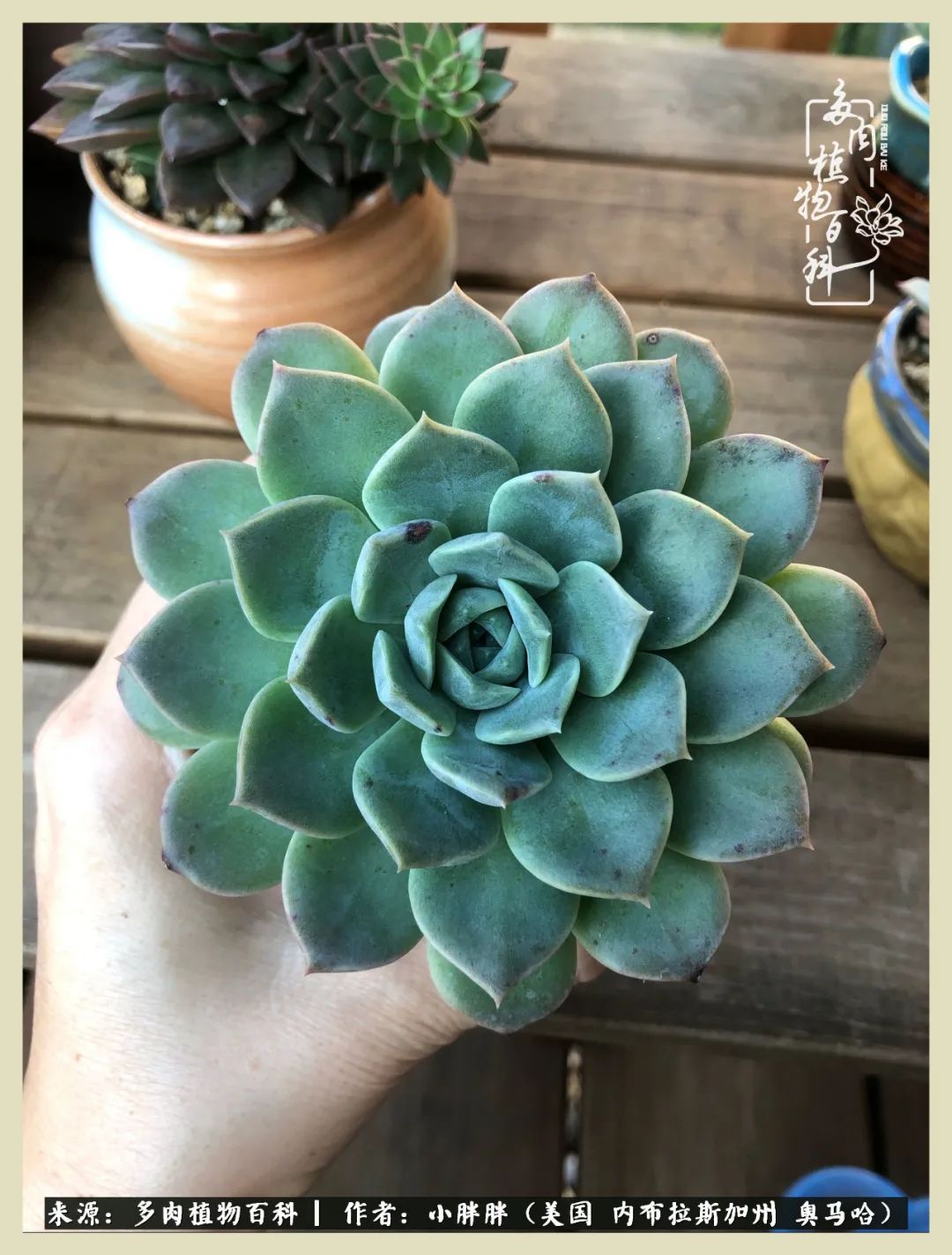 多肉小白入坑攻略,多肉小白2个月成功入坑