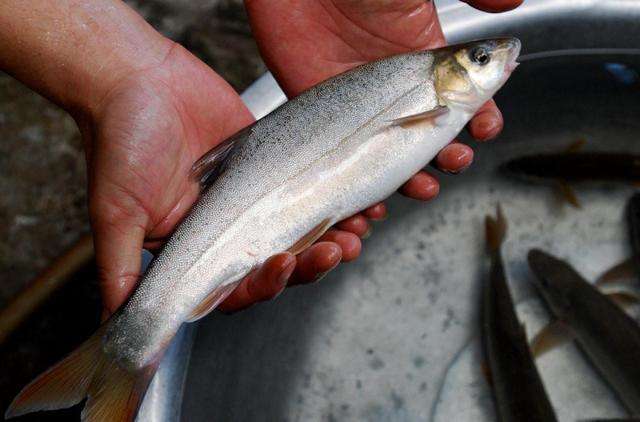 天价鱼多少钱一条,957万天价鱼