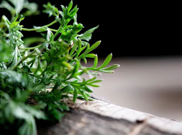 春日小野菜*戏调**指南