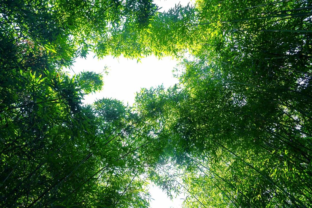 去稻田、赏竹林、上水库，带你深挖“竹”深不知处的中泰