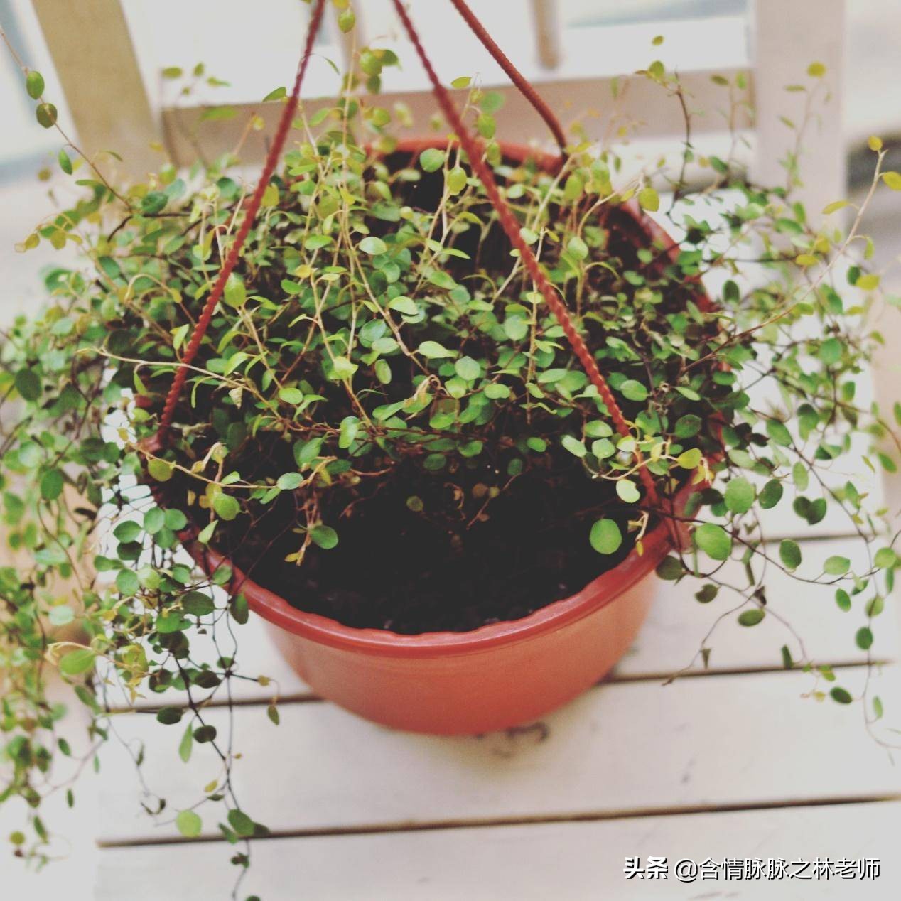 家里植物长得不好有什么说法,家里什么植物都养不好是什么原因