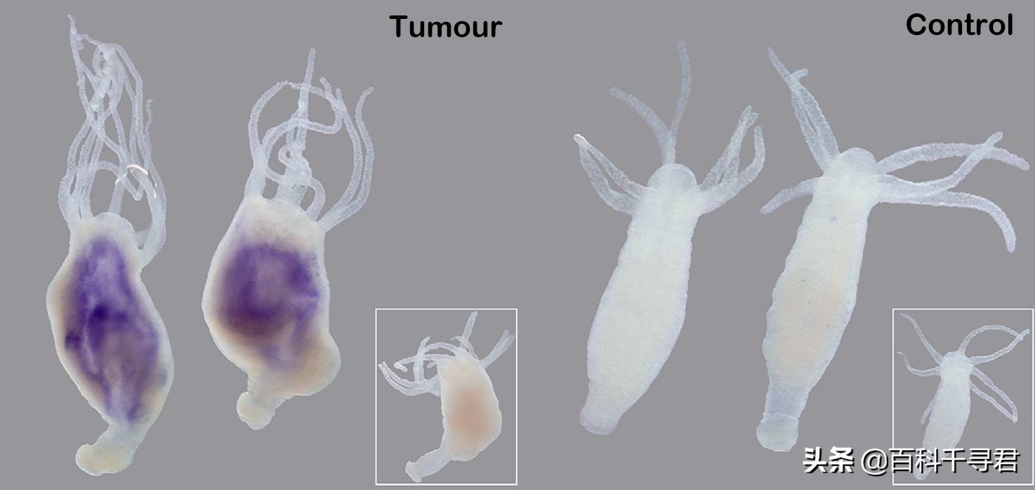 动物界鲨鱼和鸡为什么不会得癌症,恐龙得癌症吗