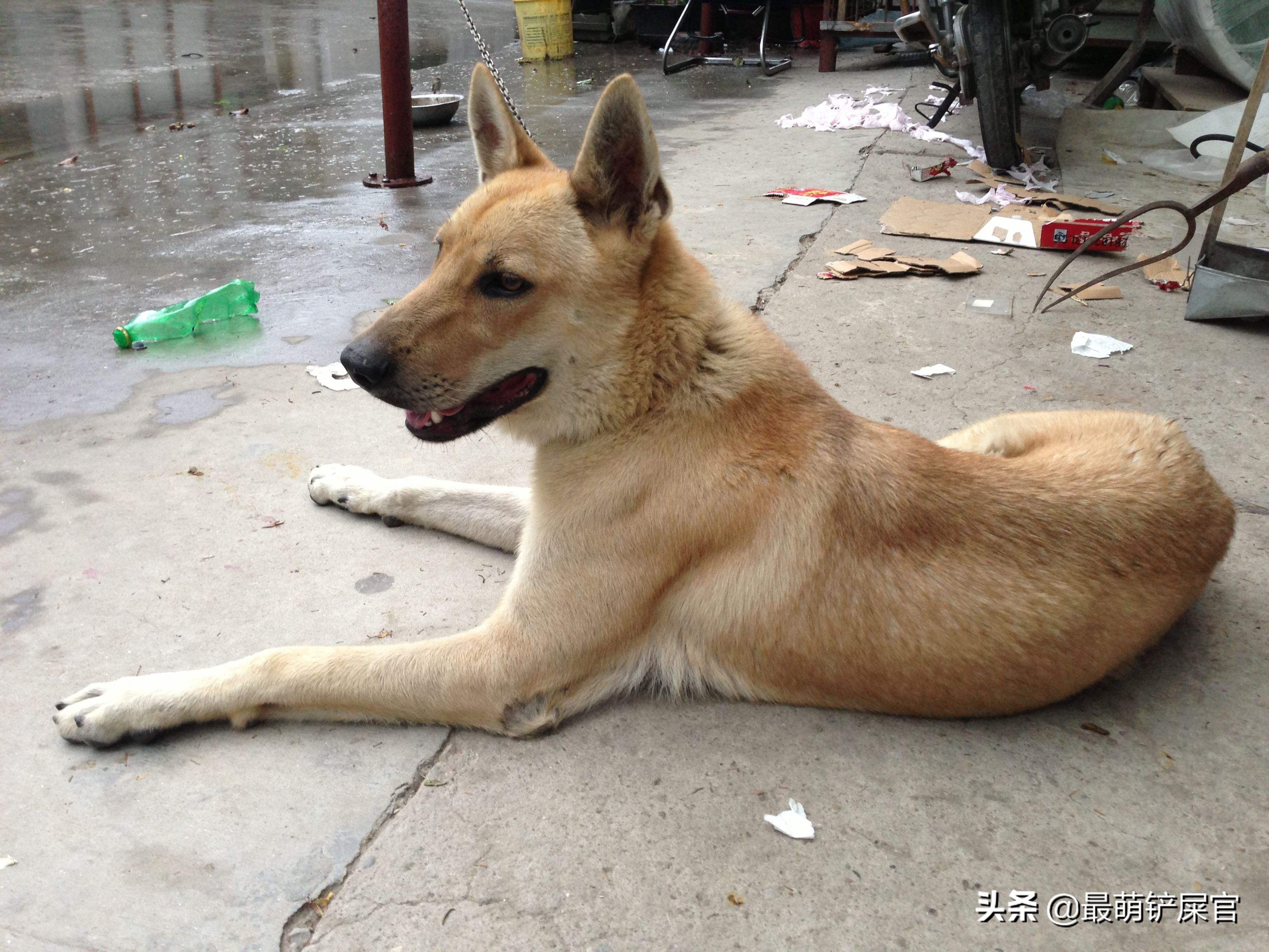 土狗为什么不会看家,土狗为什么不需要驱虫
