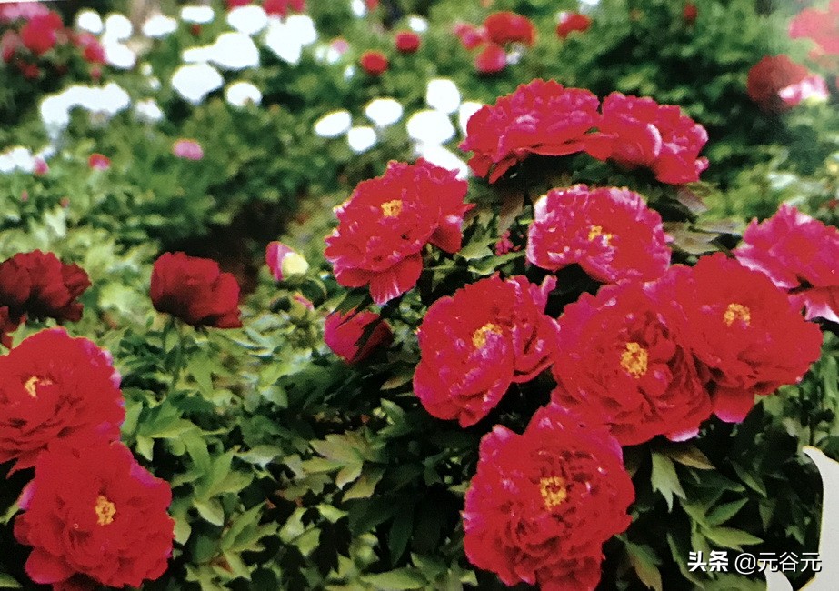 谷雨三朝看牡丹全文,谷雨三朝看牡丹故事