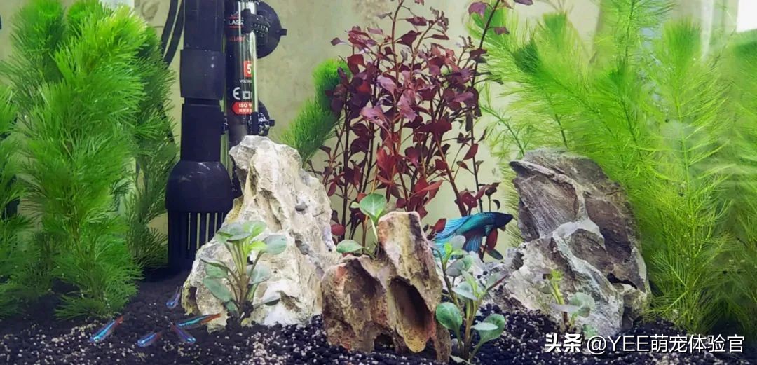 养鱼为何要硝化细菌,养鱼需不需要硝化细菌