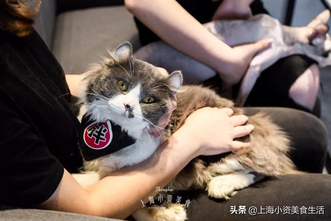 魔都哈士奇体验馆宠物咖啡,魔都哈士奇咖啡馆