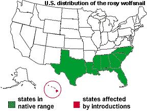 非洲野味入侵全球:在这种巨型蜗牛面前,中国吃货根本拽不起来