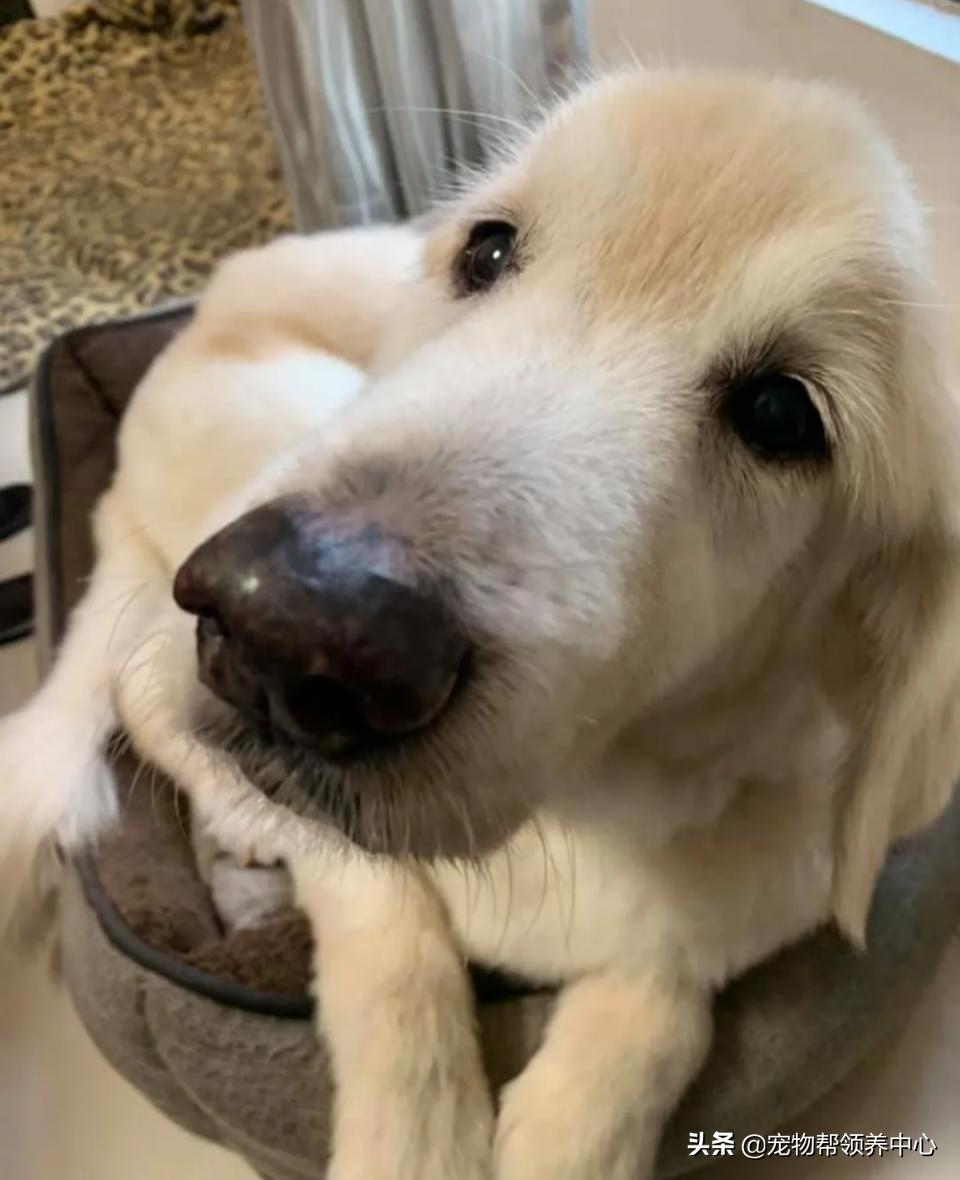 高龄金毛病危去世，主人自责没陪其身边：念念不忘，定有回响…