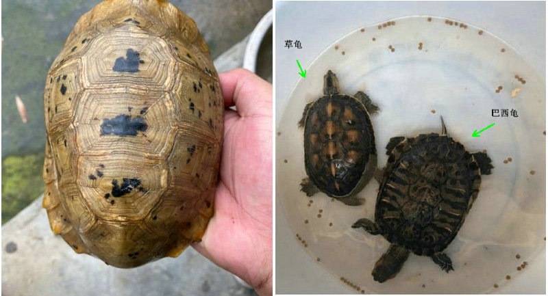广东男主播在湖边捡到黄龟,男子钓到国家保护鱼类