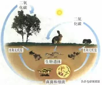 初中生物会考复习计划,初中生物会考复习资料全套
