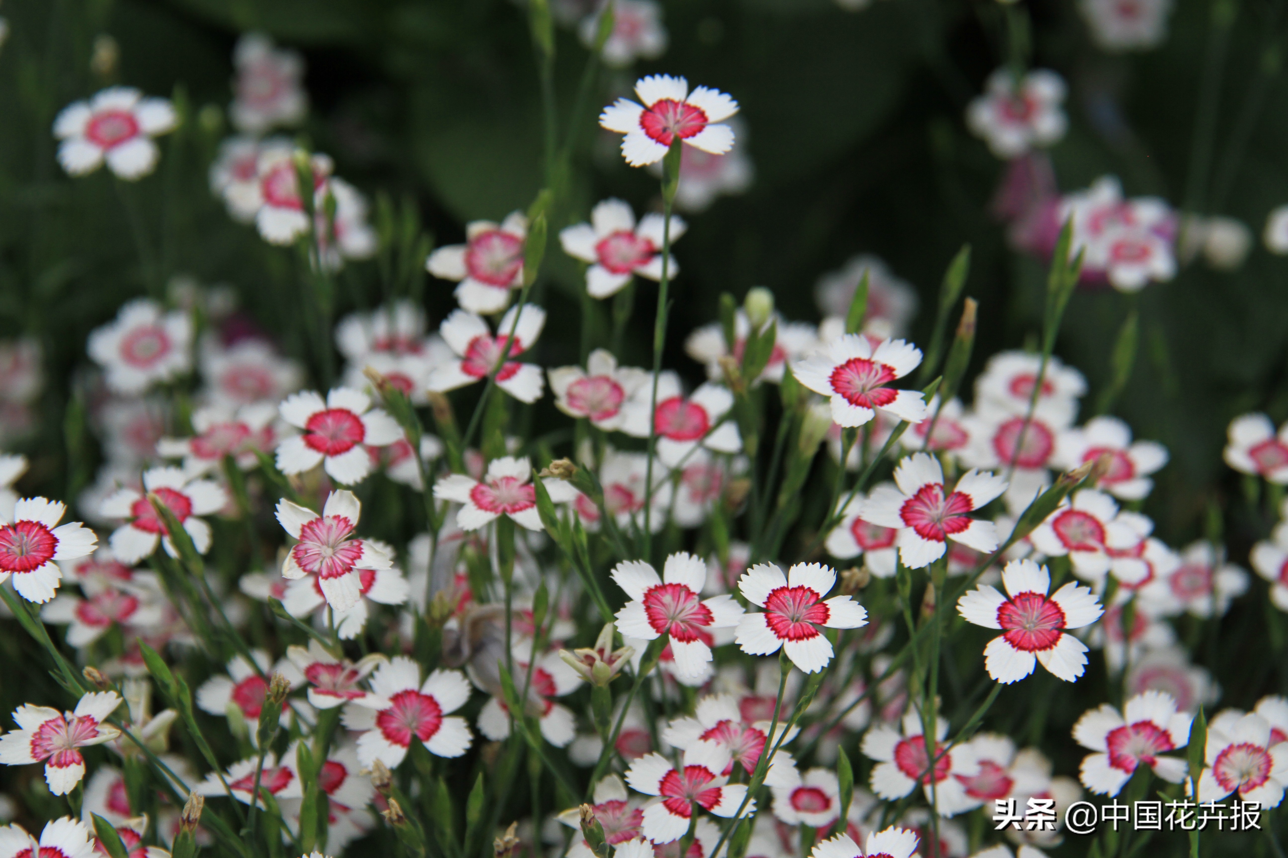 花园必备植物大全,花园常用植物科普