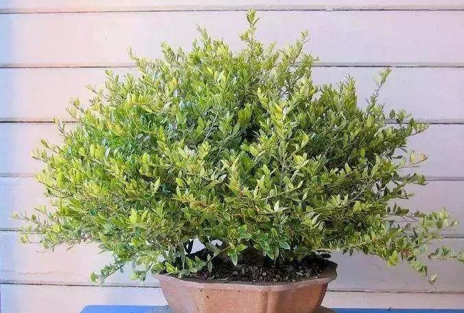 冬青树怎么养才能更茂盛,冬青树的养殖方法和注意事项